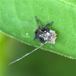 Fulgoroidea (superfamily) at North Ryde, NSW - 18 Jan 2025 01:44 PM