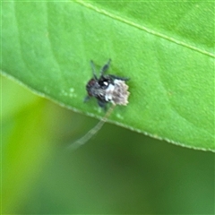 Fulgoroidea (superfamily) at North Ryde, NSW - 18 Jan 2025 01:44 PM