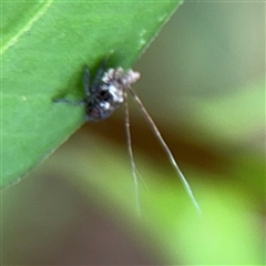Fulgoroidea (superfamily) at North Ryde, NSW - 18 Jan 2025 01:44 PM