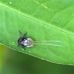 Fulgoroidea (superfamily) at North Ryde, NSW - 18 Jan 2025 01:44 PM