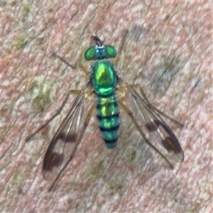 Austrosciapus sp. (genus) at North Ryde, NSW - 18 Jan 2025 01:44 PM