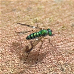 Austrosciapus sp. (genus) at North Ryde, NSW - 18 Jan 2025 01:44 PM