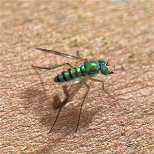 Austrosciapus sp. (genus) at North Ryde, NSW - 18 Jan 2025 01:44 PM