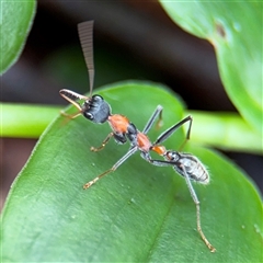 Myrmecia nigrocincta (Jumper ant, jumping jack) at Lindfield, NSW - 18 Jan 2025 by Hejor1