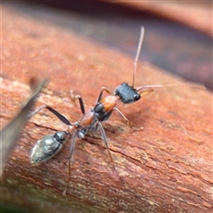 Myrmecia nigrocincta at Lindfield, NSW - 18 Jan 2025 01:43 PM