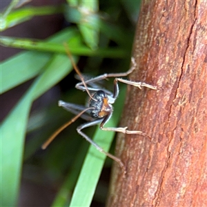 Myrmecia nigrocincta at Lindfield, NSW - 18 Jan 2025 01:43 PM