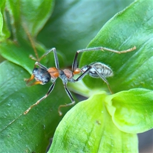 Myrmecia nigrocincta at Lindfield, NSW - 18 Jan 2025 01:43 PM