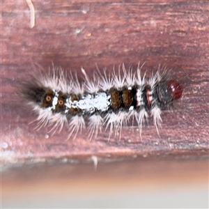 Euproctis baliolalis (Browntail Gum Moth) at Lindfield, NSW by Hejor1