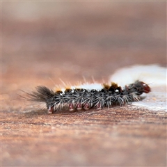 Euproctis baliolalis at Lindfield, NSW - 18 Jan 2025 01:40 PM