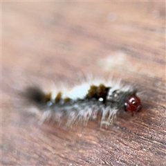 Euproctis baliolalis at Lindfield, NSW - 18 Jan 2025 01:40 PM
