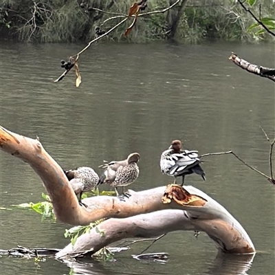 Chenonetta jubata (Australian Wood Duck) at North Ryde, NSW - 18 Jan 2025 by Hejor1