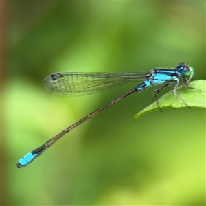 Ischnura heterosticta (Common Bluetail Damselfly) at Lindfield, NSW by Hejor1