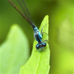 Ischnura heterosticta at Lindfield, NSW - 18 Jan 2025 01:28 PM