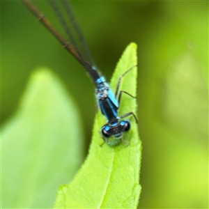 Ischnura heterosticta at Lindfield, NSW - 18 Jan 2025 01:28 PM