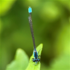 Ischnura heterosticta at Lindfield, NSW - 18 Jan 2025 01:28 PM