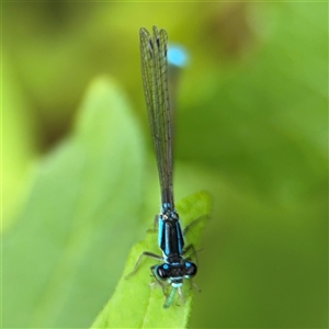 Ischnura heterosticta at Lindfield, NSW - 18 Jan 2025 01:28 PM