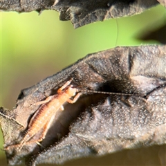 Coptaspis sp. (genus) at Lindfield, NSW - 18 Jan 2025 01:27 PM
