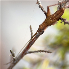 Coptaspis sp. (genus) at Lindfield, NSW - 18 Jan 2025 01:27 PM