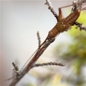 Coptaspis sp. (genus) at Lindfield, NSW - 18 Jan 2025 01:27 PM