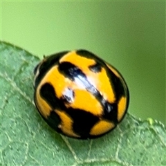 Coelophora inaequalis (Variable Ladybird beetle) at Lindfield, NSW - 18 Jan 2025 by Hejor1