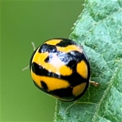 Coelophora inaequalis at Lindfield, NSW - 18 Jan 2025 01:25 PM