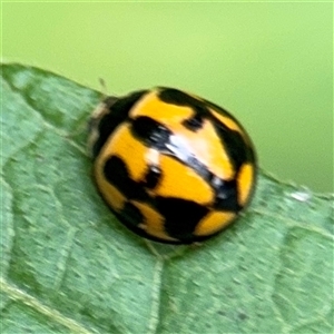 Coelophora inaequalis at Lindfield, NSW - 18 Jan 2025 01:25 PM
