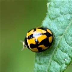 Coelophora inaequalis at Lindfield, NSW - 18 Jan 2025 01:25 PM