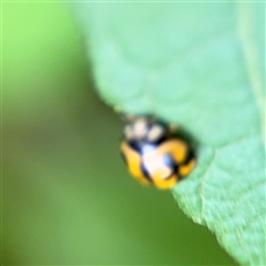 Coelophora inaequalis at Lindfield, NSW - 18 Jan 2025 01:25 PM