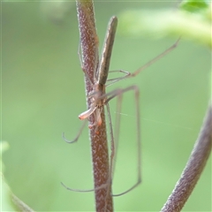 Tetragnatha sp. (genus) at Lindfield, NSW - 18 Jan 2025 by Hejor1