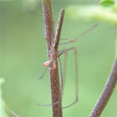 Tetragnatha sp. (genus) (Long-jawed spider) at Lindfield, NSW - 18 Jan 2025 by Hejor1