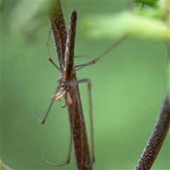 Tetragnatha sp. (genus) at Lindfield, NSW - 18 Jan 2025 01:25 PM