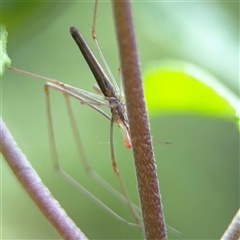 Tetragnatha sp. (genus) at Lindfield, NSW - 18 Jan 2025 01:25 PM