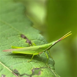 Atractomorpha australis at Lindfield, NSW - 18 Jan 2025 01:24 PM