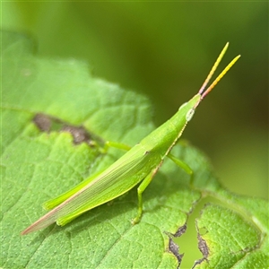 Atractomorpha australis at Lindfield, NSW - 18 Jan 2025 01:24 PM