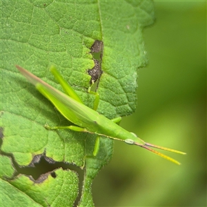 Atractomorpha australis at Lindfield, NSW - 18 Jan 2025 01:24 PM