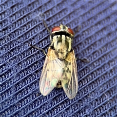 Musca sp. (genus) at Lindfield, NSW - 18 Jan 2025 by Hejor1