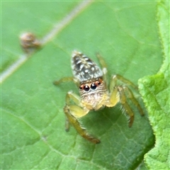 Opisthoncus sp. (genus) (Opisthoncus jumping spider) at Lindfield, NSW - 18 Jan 2025 by Hejor1