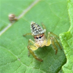 Opisthoncus sp. (genus) (Opisthoncus jumping spider) at Lindfield, NSW by Hejor1