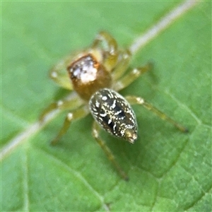 Opisthoncus sp. (genus) at Lindfield, NSW - 18 Jan 2025 01:23 PM