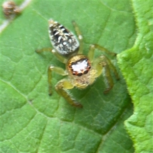 Opisthoncus sp. (genus) at Lindfield, NSW - 18 Jan 2025 01:23 PM