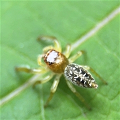 Opisthoncus sp. (genus) at Lindfield, NSW - 18 Jan 2025 01:23 PM