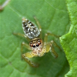 Opisthoncus sp. (genus) at Lindfield, NSW - 18 Jan 2025 01:23 PM