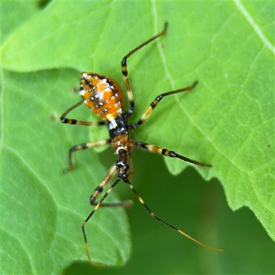 Pristhesancus plagipennis (Bee Killer Assassin Bug) at Lindfield, NSW - 18 Jan 2025 by Hejor1