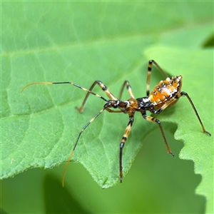 Pristhesancus plagipennis at Lindfield, NSW - 18 Jan 2025 01:23 PM