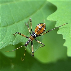 Pristhesancus plagipennis at Lindfield, NSW - 18 Jan 2025 01:23 PM