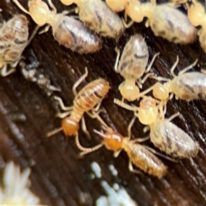 Unverified at suppressed - suppressed