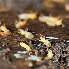 Unverified at suppressed - suppressed