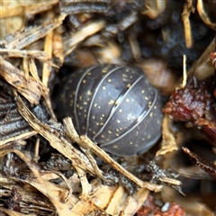 Armadillidium vulgare at North Ryde, NSW - 18 Jan 2025 by Hejor1