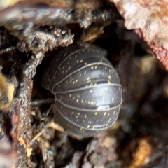 Armadillidium vulgare at North Ryde, NSW - 18 Jan 2025 01:21 PM