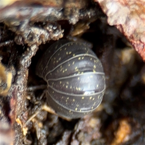 Armadillidium vulgare at North Ryde, NSW - 18 Jan 2025 01:21 PM